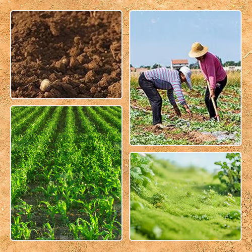 ⛏️✨कृषि नङ्ग्रारो